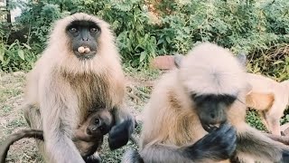 Monkey Video In The Forest ||  Monkey Rescue Videos In The Forest | king of Monkey ||