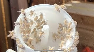 Powdered Sugar Method For Checking For Varroa Mites ~ how to start beekeeping ￼