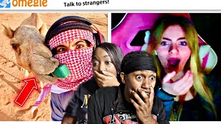 Omegle... But I'm with my camel | MaskedArab REACTION!!😂