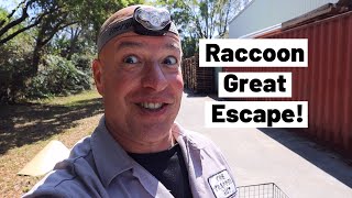 Amazing raccoon escape. 3 raccoons stuck in a shipping container escape from trapper.