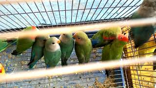 Birds