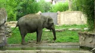 Zoo Leipzig -- Elefant