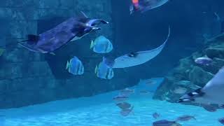 TAKING A TRIP TO ORLANDO FLORIDA & GOING TO SEAWORLD