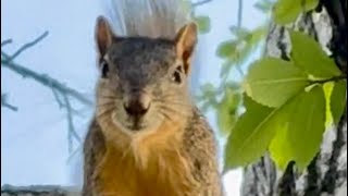 Adorable Munchies Squirrel