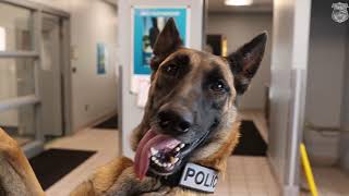 Meet Nico, the Newest K-9 Officer for Transit Police
