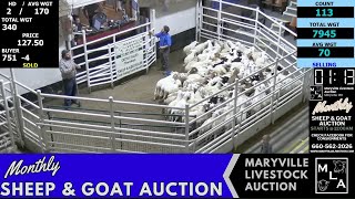 LIVE Sheep & Goat Auction – Maryville Livestock | 1,800+ Head | Nov 14 2025 | Missouri Live Stream