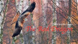 The Red Dragon - Quick bird fact series EP1