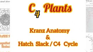 C4 Plants & Kranz Anatomy/ C4 Cycle/  Hatch & Slack Cycle/ C3 Plants vs C4 Plants
