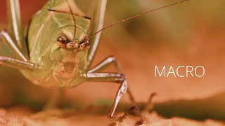 MACRO / Stilpnochlora couloniana / Lumix FZ2000 / FZ2500 / Marumi +3 Achromat / Creative Video 4K