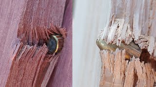 Purple Heart, Red Oak, & Black Walnut vs. 9mm (Hardness Test)