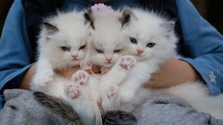 🤣Best Funny Cats😻 and Dogs🐶  of Tik tok🤣