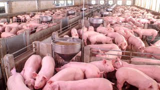 How American Farmers Raise 73 Millions Of Pigs In Barns - Pork Farming