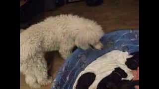 My standard Poodle trying to steal a bone from Labradoodle puppies -- Dreamydoodles.com