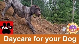 🐕‍🦺🐕🌧🌲 Daycare for your dog 🐕‍🦺🐕🌧🌲  Keep your dog busy while you are away or while you hang out