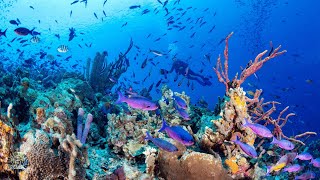 15-Minute Relaxing Music, Beautiful Ocean Life 🐠 |  Music to Calm the Body & Soothe Nervous System