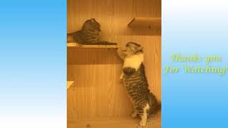 CUTE PET VIDEO AND COMPILATION