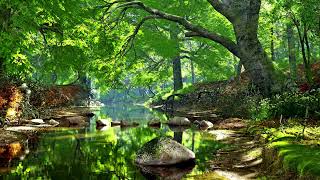Calming Raga ~ Relaxing Flute Music with Nature Sounds