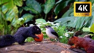 Cat TV - Squirrels & Birds Up-Close 🦌 4 Hours of Calm Nature for Cats to Watch 4K HDR (NO LOOPING)