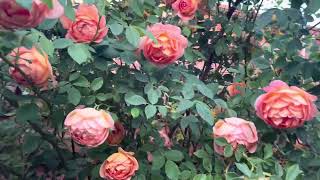 Lady of shalott first flush April 2024
