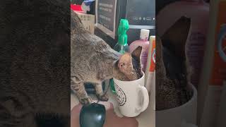 Funny And Cute Cat And Dog Video Compilation