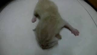 2 Days Old Newborn Baby Kitten Whitie Looking for Mother