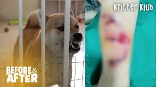 Training A Dog On How To Surrender To Love | Before & After Makeover Ep 47