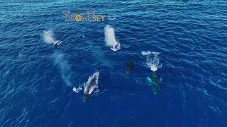 7 Humpback Whales on a Heat Run to Mate!!! Drone View!