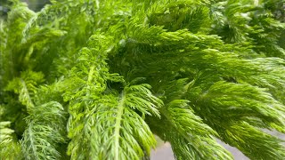 YARROW: 3 Ways to Boost Plant Health - And 1 Way for You Too!