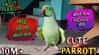Parrot Talking Radhe Radhe || राधे-राधे बोलने वाला मिट्ठू || Parrot Talking Mitthu Mithu || Ringneck