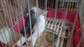 Birds#Pets#Love Birds#Chirping Birds#Peace#Love#Happy#❤️