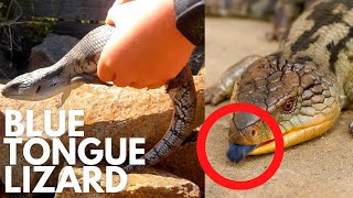 BLUE TONGUE LIZARD - Wildlife Wednesday #2 | Pete Ockleshaw