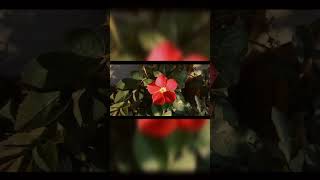 বাংলা কবিতা রবীন্দ্রনাথ ঠাকুর Bengali poem by Rabindranath Tagore