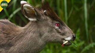 Tufted Deer: The Vampire Deer