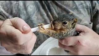 Ron feeding baby fox squirrel.