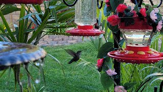 🌹LIVE🌹 Hummingbirds 🌹 LIVE Bird Cam 🌹 LIVE Stream 🌹 #birdslover #hummingbird #birdwatching