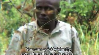 What skills do you need to track a forest elephant? | WWF