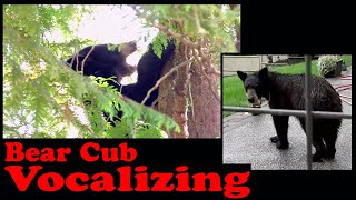 Bear Cub Vocalizing