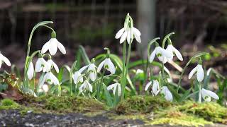 Snowdrop Flowers Blooming in the Winter