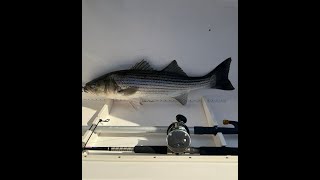 Buzzards Bay Cape Cod MA, Striper Migration Live Stream 4k Video/Audio from Dusk till Dawn Every day