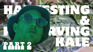 How To Harvest And Preserve Kale Part 2