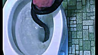 Copy of LiveLeak   Man pulls a 6 foot snake out of his elderly neighbors toilet with his bare hands