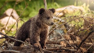 The Incredible Journey of Grizzly Bear Cubs Growing Up in the Wild
