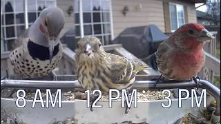 2/13/2026 Flathead Valley Bird Cam
