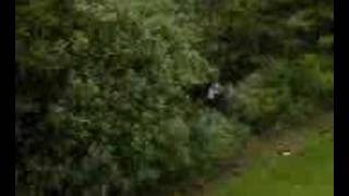 Me Jumping into a bush