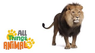 * LIONS * | Animals For Kids | All Things Animal TV