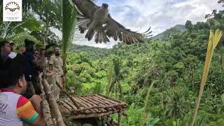 Philippine Eagle 'Carlito' Release in Barangay Kagbana, Buraeun, Leyte.