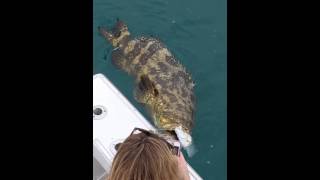 Capt.Jason Gilbert Goliath grouper  (pure naples)