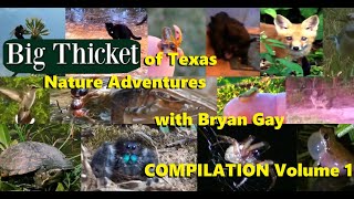 Big Thicket of Texas Nature Adventures with Bryan Gay | Compilation | Volume 1
