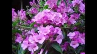 hoa lan