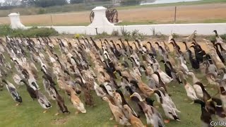 Así se ve un EJÉRCITO de PATOS (+ 1.000 patos)